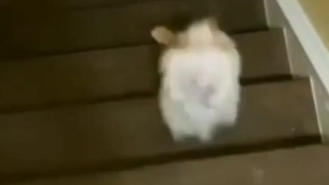 Athletic dog... Walking on two legs....