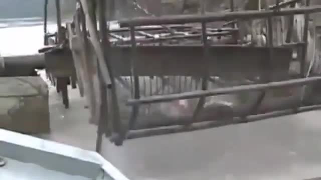 This is a beautiful and charming water-dwelling species