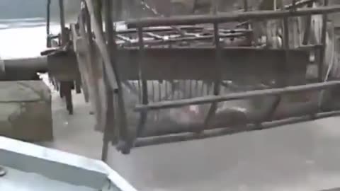 This is a beautiful and charming water-dwelling species