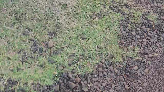 Little Boy Loses Cousin in Tight Turn on Toy Tractor