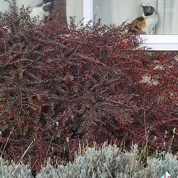 When the cats sneeky wolf jumps rusty