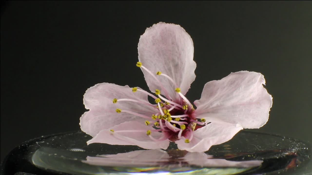 Wilting Flower Time Lapse