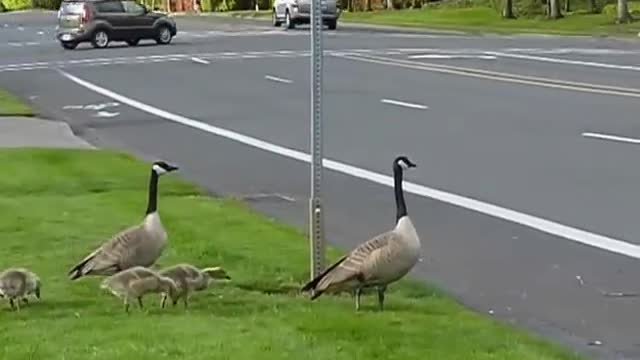 Ones crossing the road with the babies on the motorway🐦🐦🐦