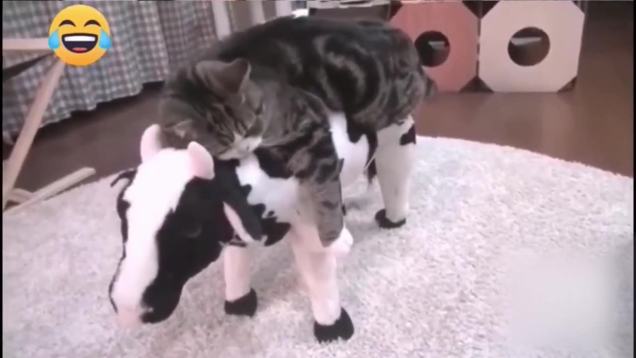 Funny video cat