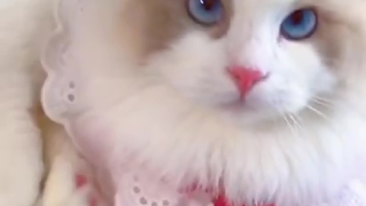 The Unexpected Truth Behind cute cat