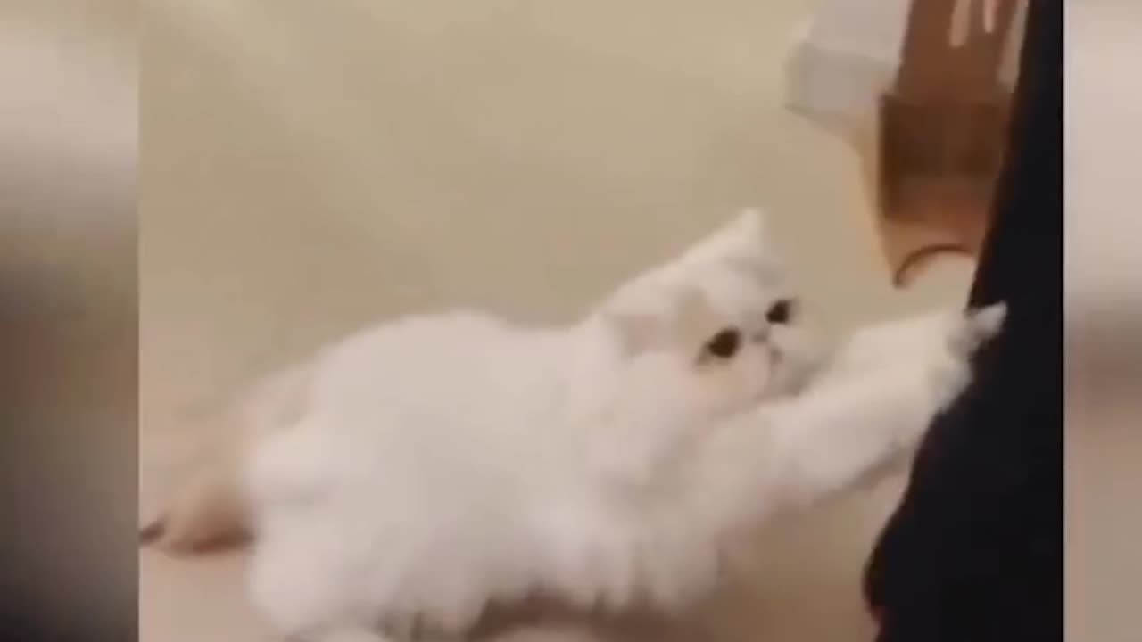 Cute Cat