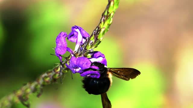 Bee on Purple Orchid