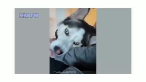 Husky Loves Pat!!!!!!!!!