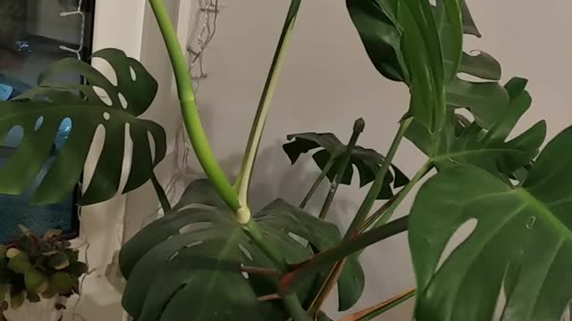 Monstera the plant