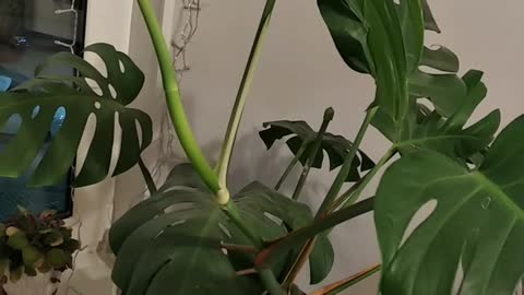 Monstera the plant