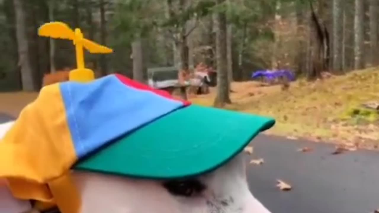 Try not to laugh🤣