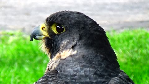 Peregrine Falcon