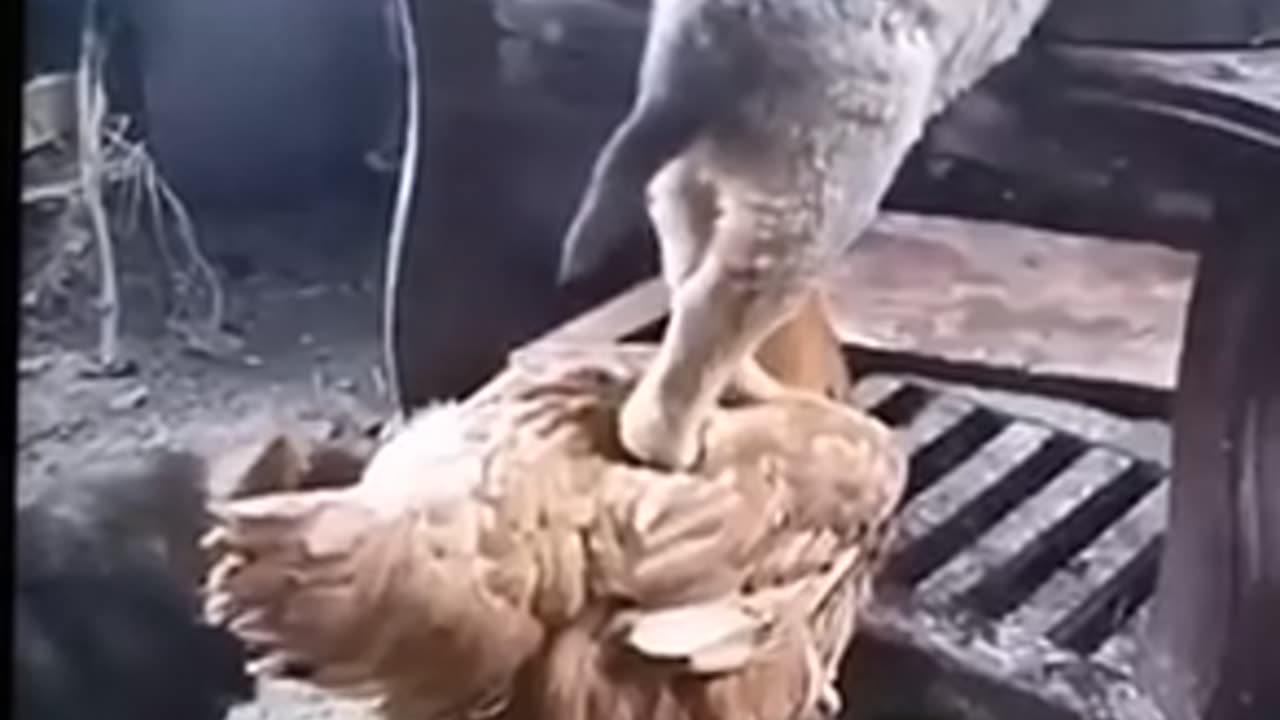 The status on the farm
