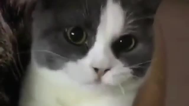 omg so funny cat video love it !!