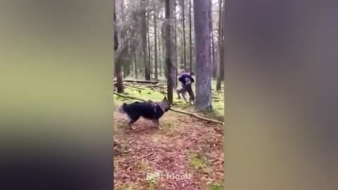 Try not to laugh 😂 at the these dogs