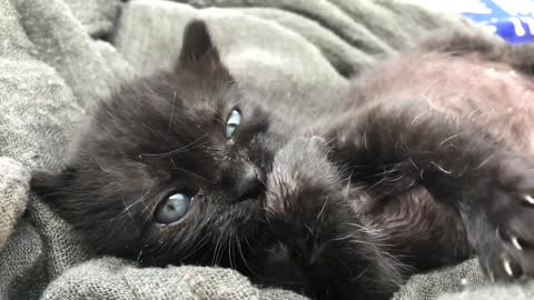 Kitten Licking :o