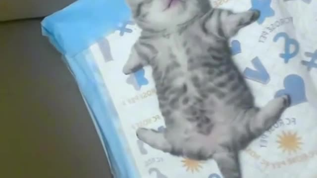 Cat funny video