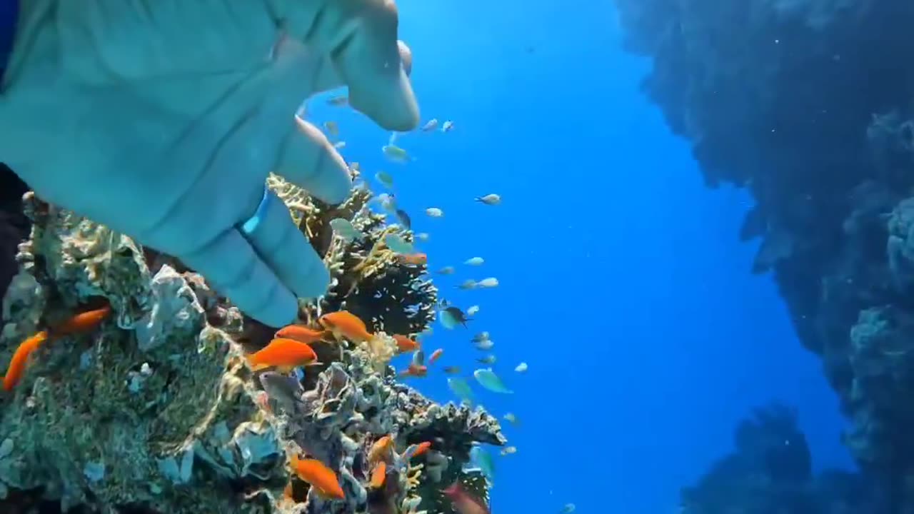 Swimming underwater with a small group of beautiful fish🥰😍