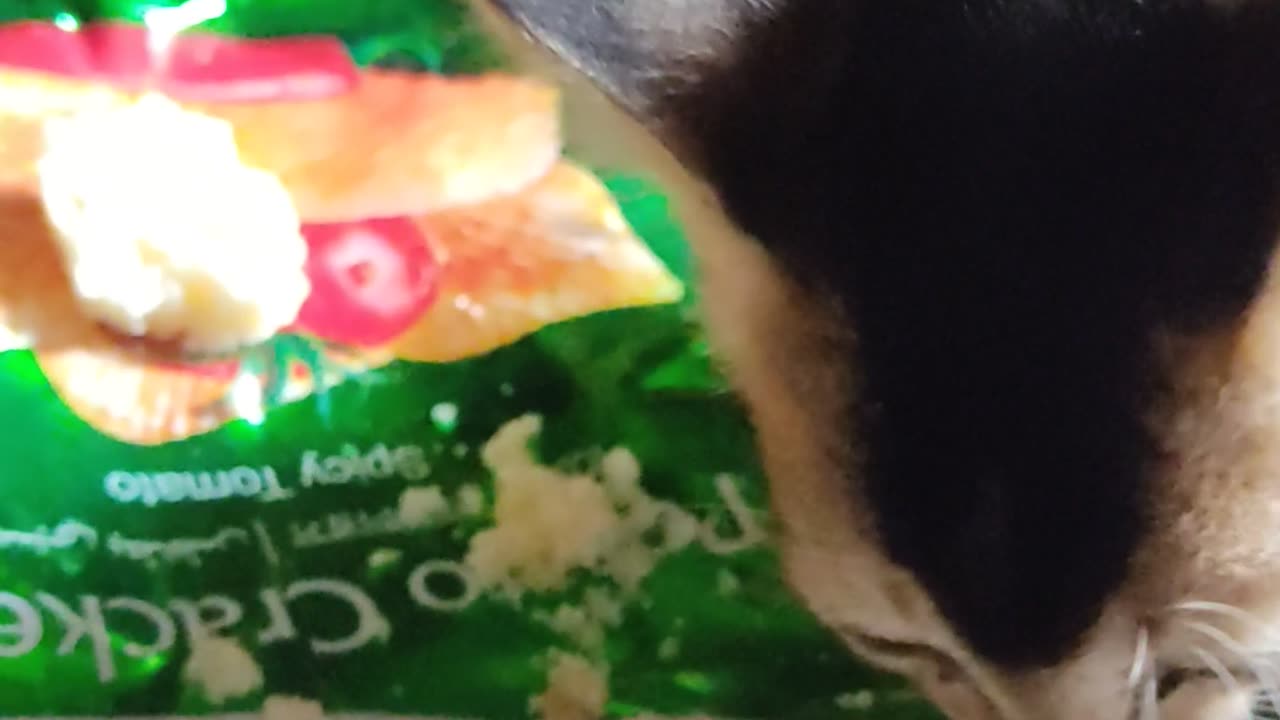 A little kittens very hungry..