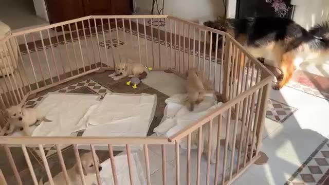 Cute German Shepherd Babysits Puppies