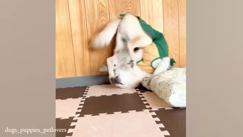 Cutest Cats Ever! 😻 Funniest Cat Moments & Adorable Sounds