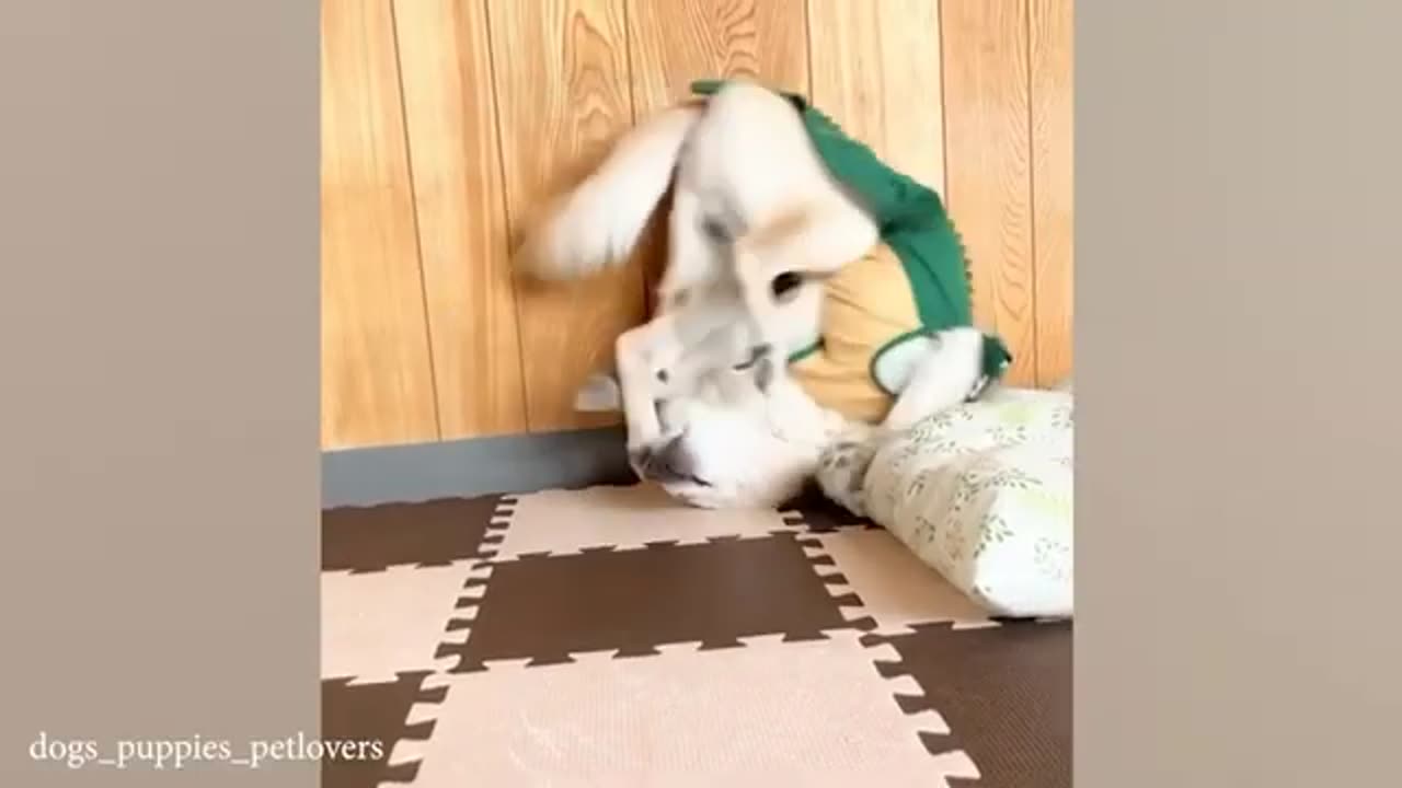 Cutest Cats Ever! 😻 Funniest Cat Moments & Adorable Sounds
