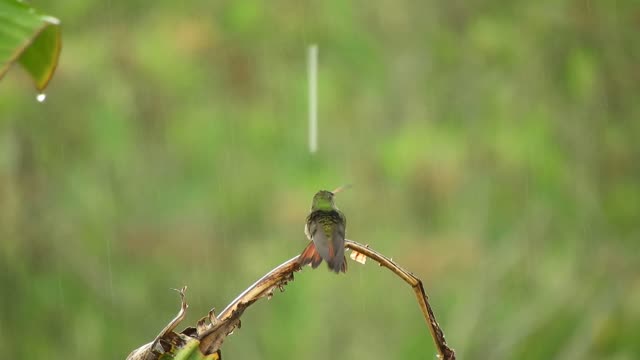 Hummingbird in the rain