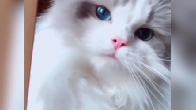 Cat love