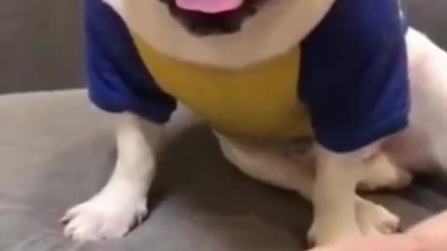 Funny and Cute Cat's Life 👯😺 Cats and Owners are the best friends Videos funny cat video cute cat