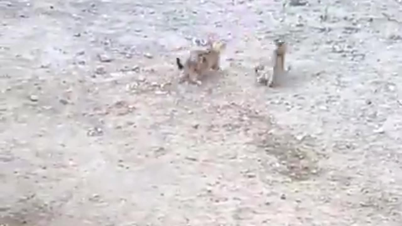Funny dogs 🐶 and cat 🐈
