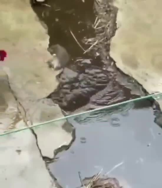 Chicken defeats the rat in combat