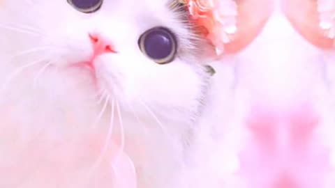 Cats beautiful 😍 video