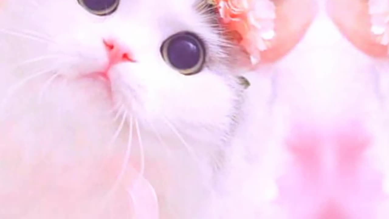 Cats beautiful 😍 video