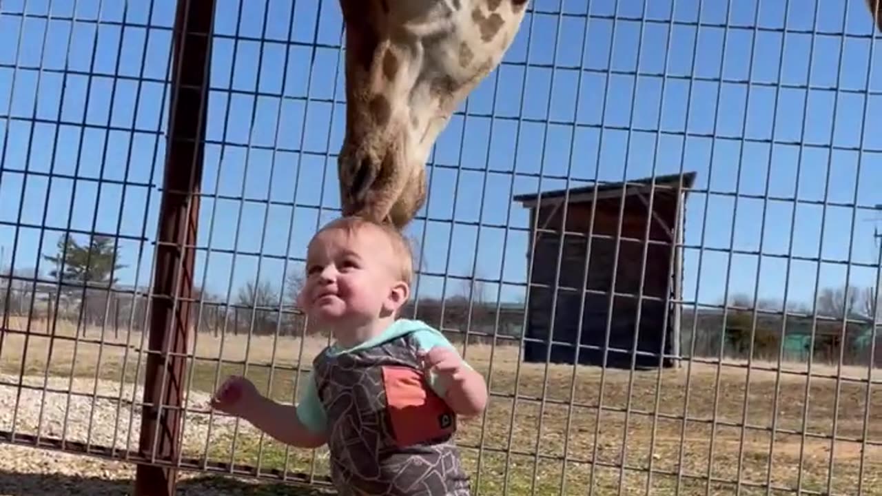 Adorable Giraffe Gives Baby Kisses! 😊