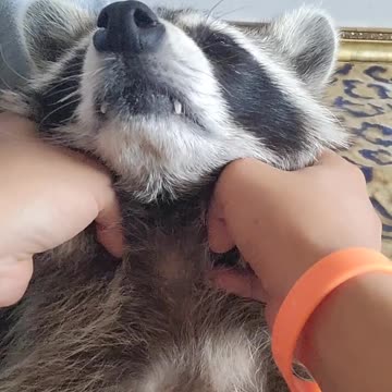 Raccoon enjoys shoulder massage like an old man