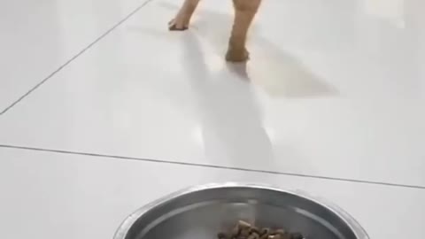 Funny cat