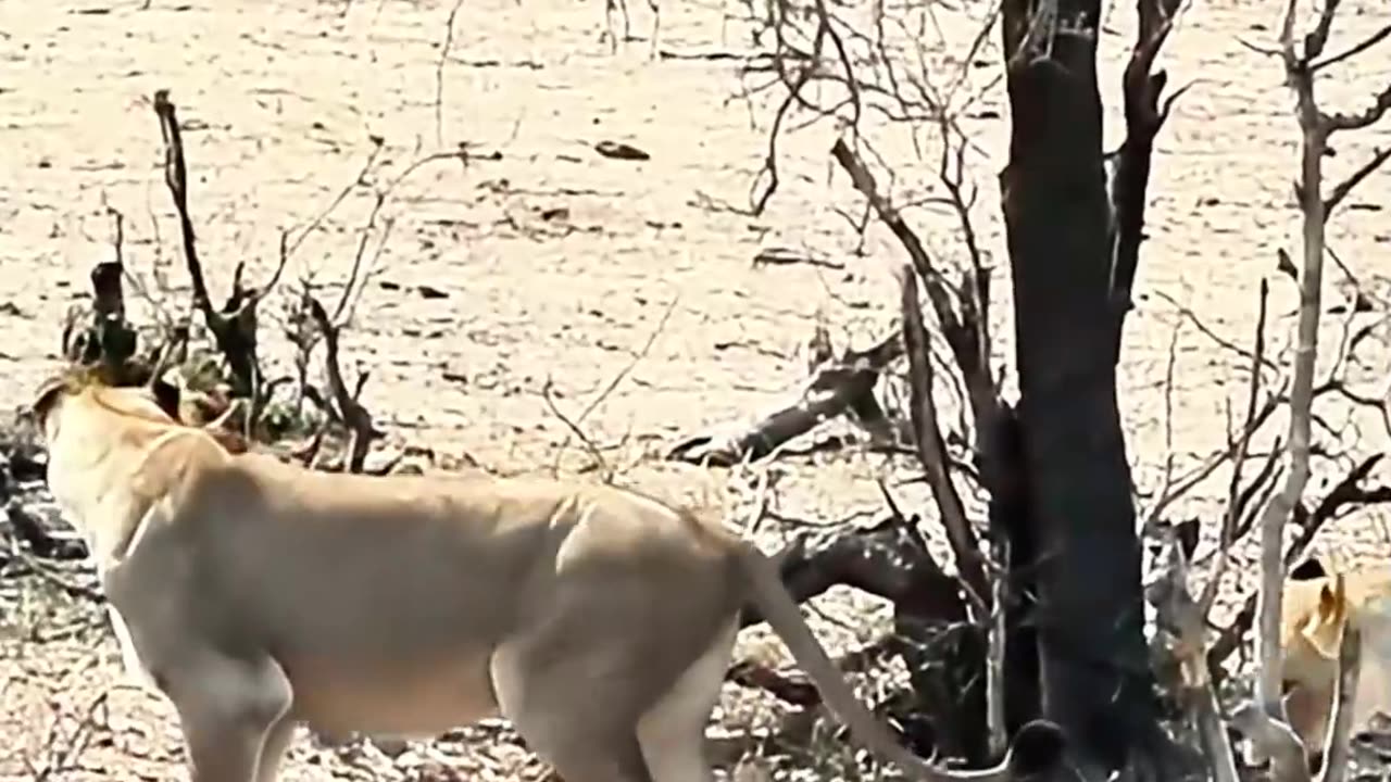 Cape Buffalo Bull Charges at Lionesses in Kruger