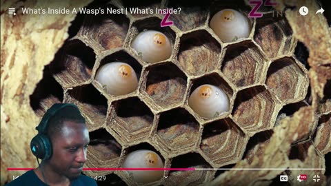 What's Inside A Wasp's Nest