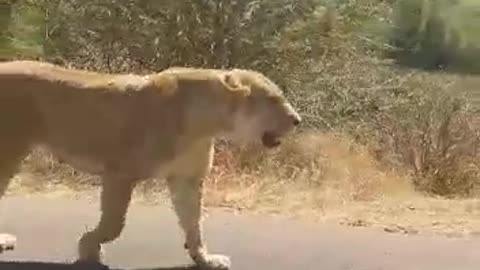 Lions walking