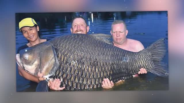 TOP 30 Biggest Creatures Ever Captured !