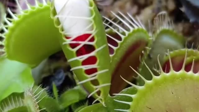 Killer fruit