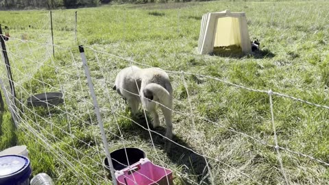 A Windy Visit w/ Rosa, Fruit Orchard, Chics & My Strawberry Hack!