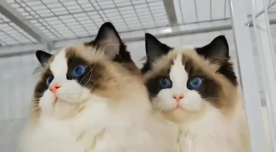 ragdoll siblings