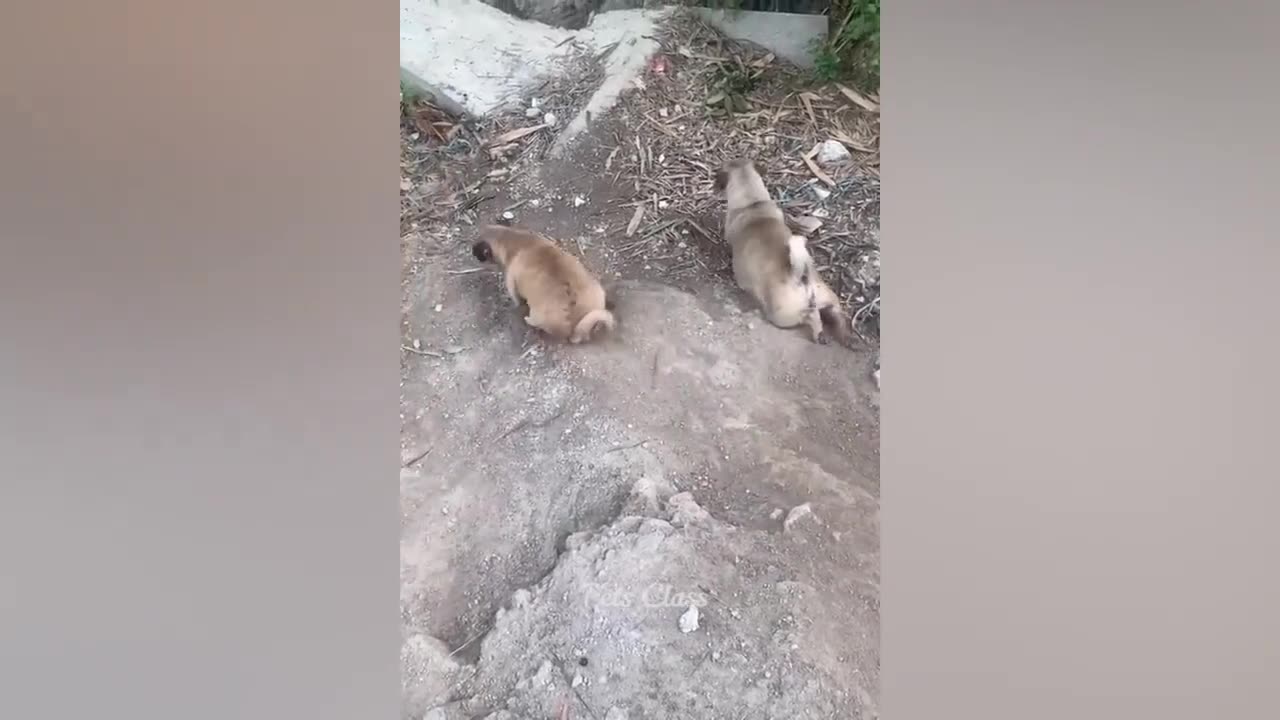 Funniest Animals 2023 😂 Funny Cats and Dogs Videos 😺🐶