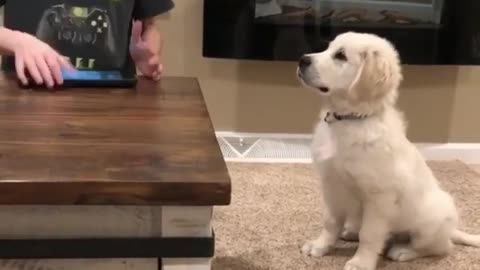 A dog that understands melody