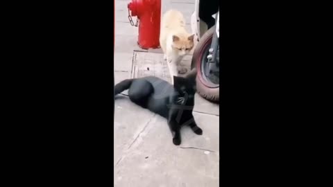 Funny Cats- Cute Cats..😜😂🐱‍👤