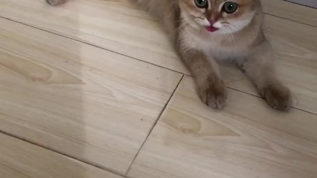 Kittens are hot as dogs