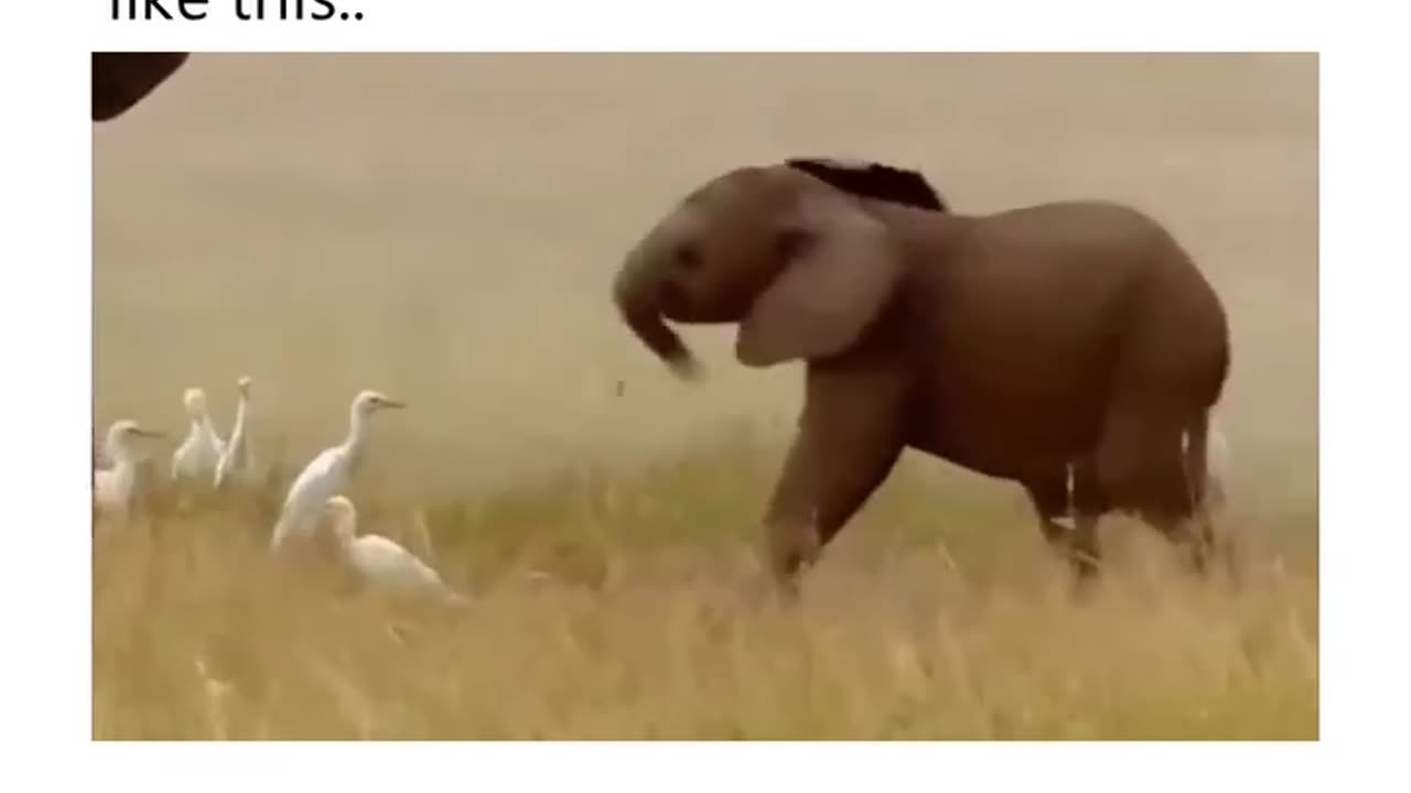 Baby elephant no control!