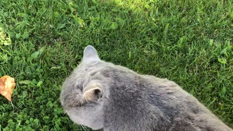 Petting British Shorthair Cat