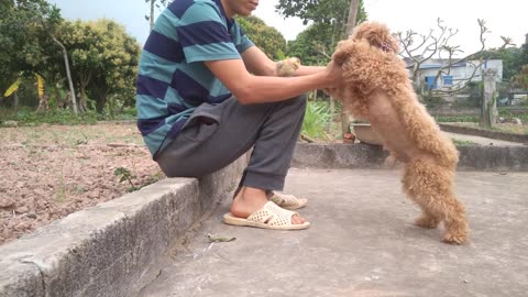 cute puppy wants to play with chick